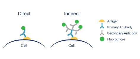 Direct Immunofluorescence or Indirect Immunofluorescence Detection