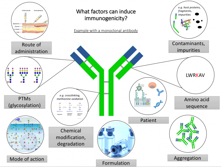 Humanization Of Antibody Reduces The Immunogenicity Of Antibody Drugs ...