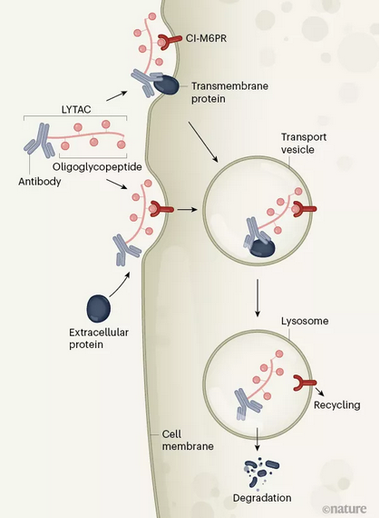 Mechanism of action of lysosomal targeting chimeras (LyTACs)