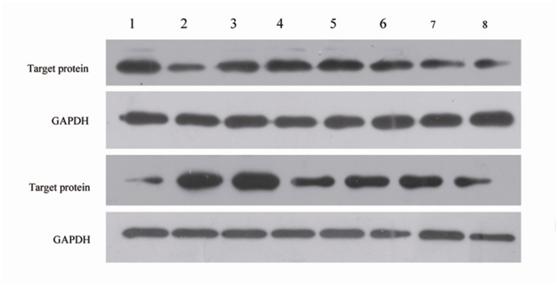 Western blot detection method