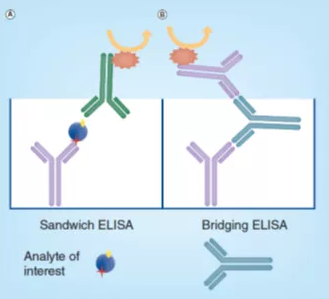 Schematic diagram of sandwich ELISA (A) and bridge ELISA (B).