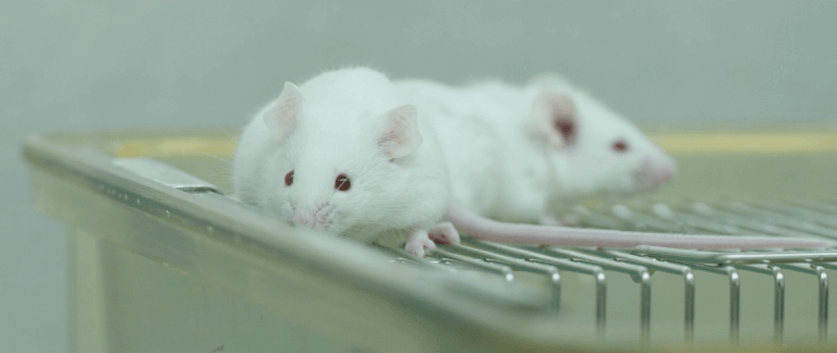 Animal mouse model in preclinical research