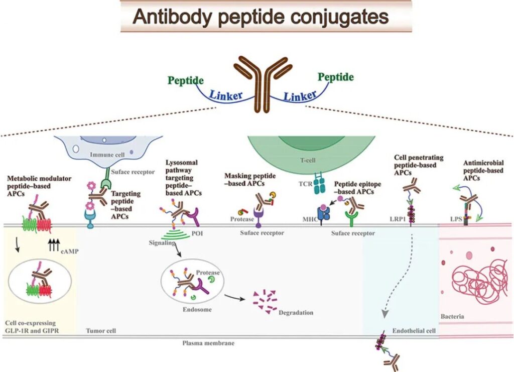 Schematic diagram of antibody–peptide conjugates