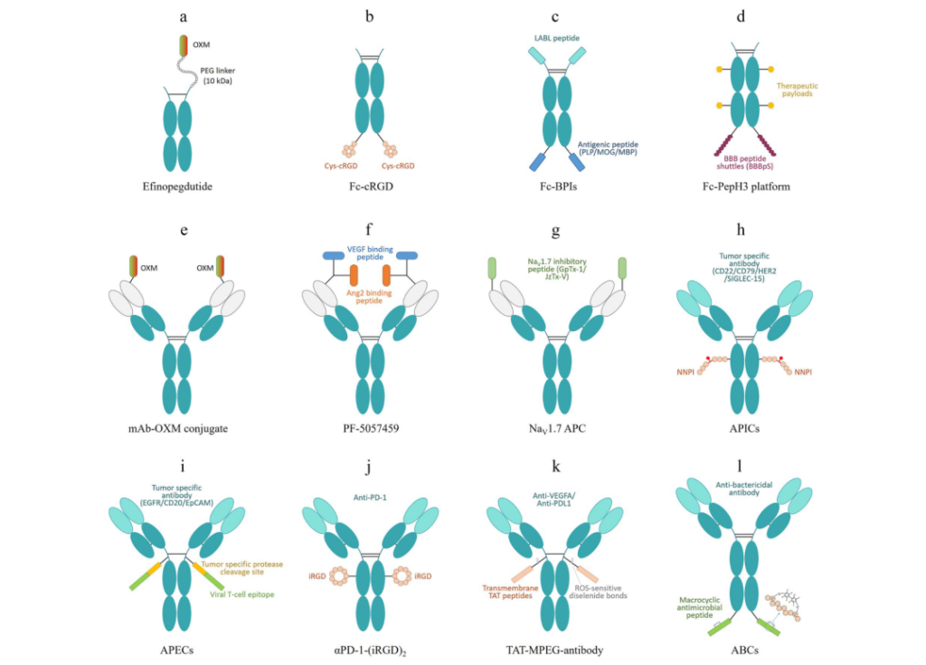 Schematic illustration of other antibody-peptide conjugates